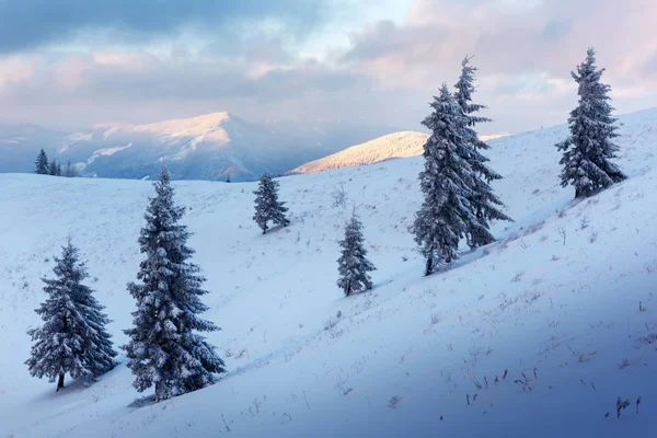 Scène hivernale dramatique avec des arbres enneigés. — Photo