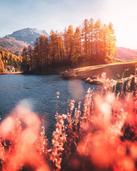 Picturesque view on autumn lake Silvaplana in Swiss Alps — Stock Image Picturesque view on autumn lake Silvaplana in Swiss Alps Royalty Free Stock Images