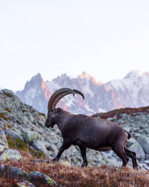 Alpine Carpa Ibex Fransa Alplerinde