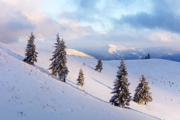 Dramática escena invernal con árboles nevados. — Foto de Stock