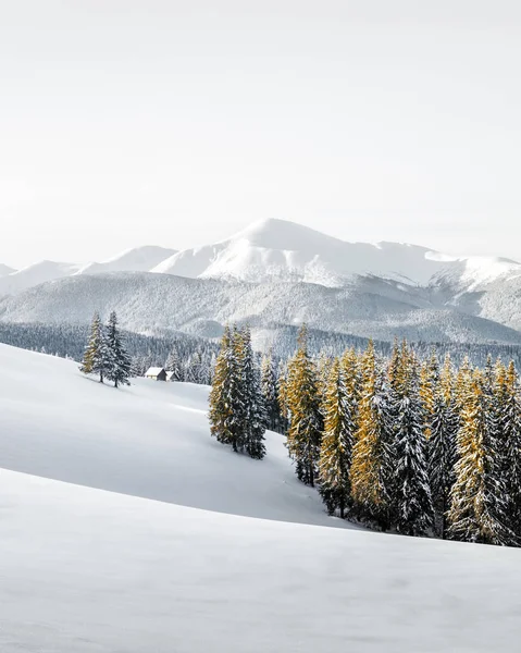 美丽的冬季风景 雪地的树木 喀尔巴阡山 乌克兰 圣诞假期的概念 — 图库照片