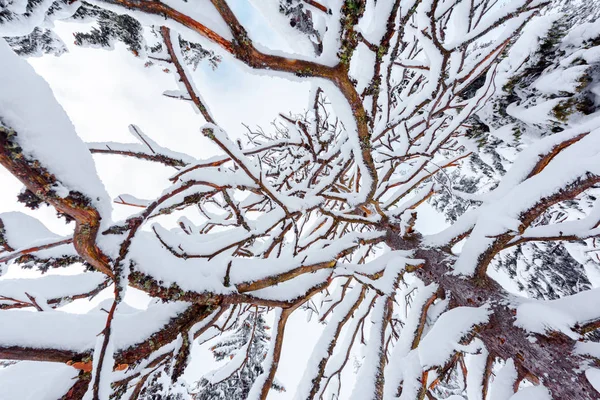 Fundo de inverno bonito com ramos nevados — Fotografia de Stock