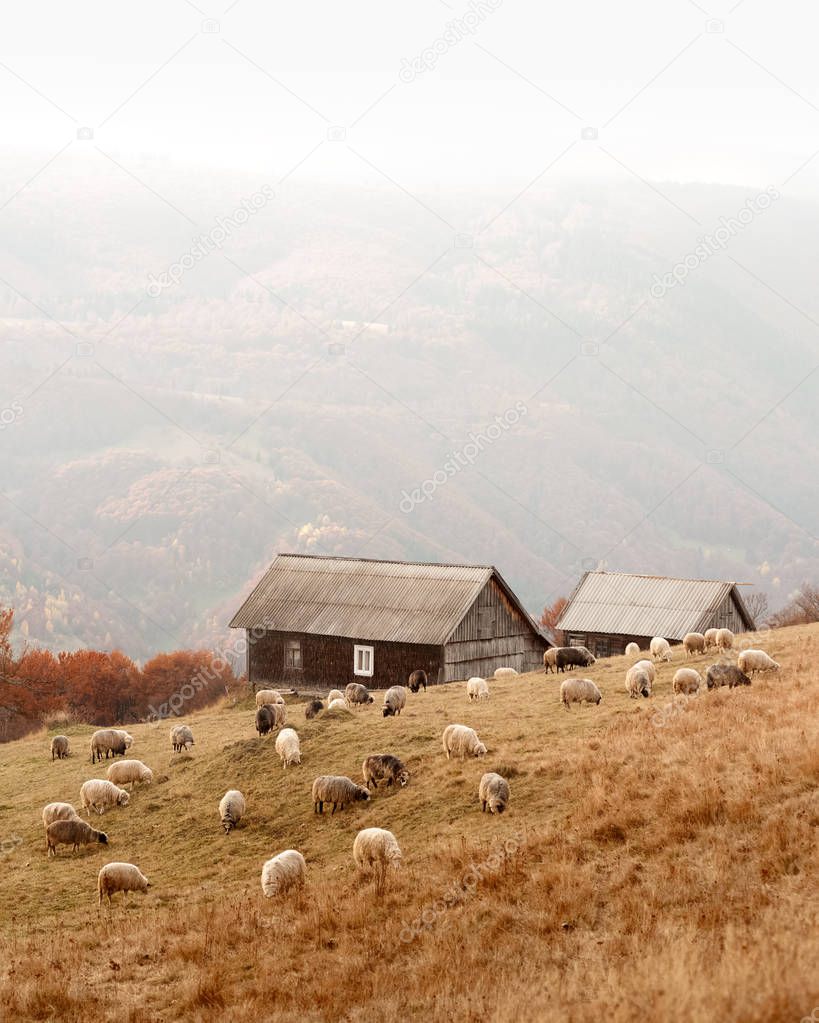 Herd of sheeps in autumn mountains