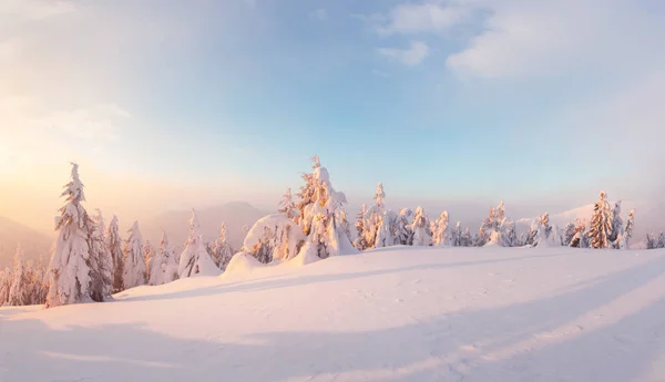 梦幻般的橙色冬季景观 在白雪皑皑的群山中闪耀着阳光 戏剧性的冬季场面与雪树 圣诞假期的概念 喀尔巴阡山山 乌克兰 — 图库照片