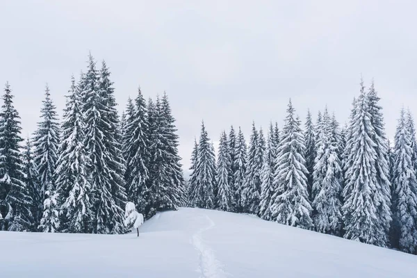 Φανταστικό τοπίο χειμώνα — Φωτογραφία Αρχείου
