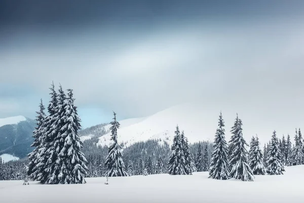 雪の木と幻想的な冬の風景 カルパチア山脈 ウクライナ ヨーロッパ クリスマス休暇のコンセプト — ストック写真