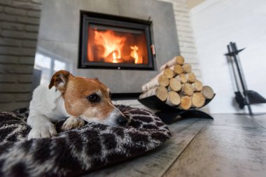 jack Russel terrier