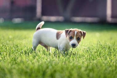 Jack russel terrier köpek yeşil çim üzerinde