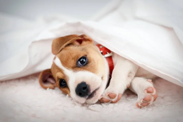 Jack Russel cucciolo Terrier — Foto Stock