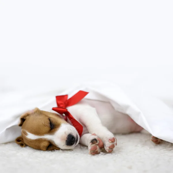 Jack Russel puppy with red bow — стоковое фото