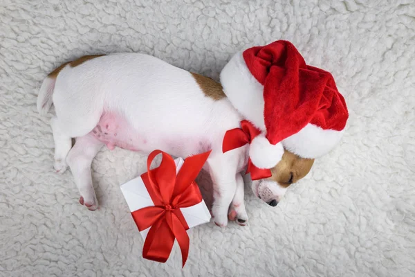 Jack russel cucciolo con fiocco rosso — Foto Stock