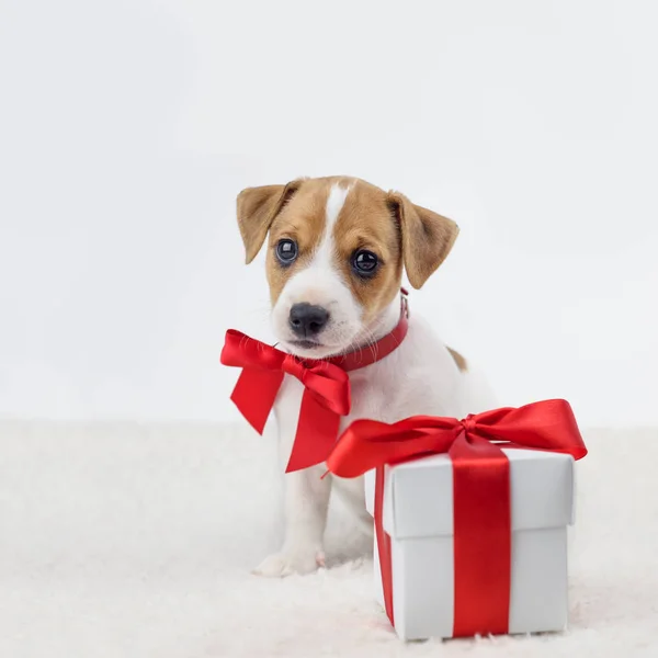 Jack Russel cachorro com arco vermelho — Fotografia de Stock