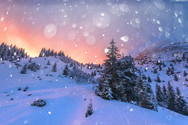 Dramatisk vintrig scen med snöiga träd. — Stockfoto