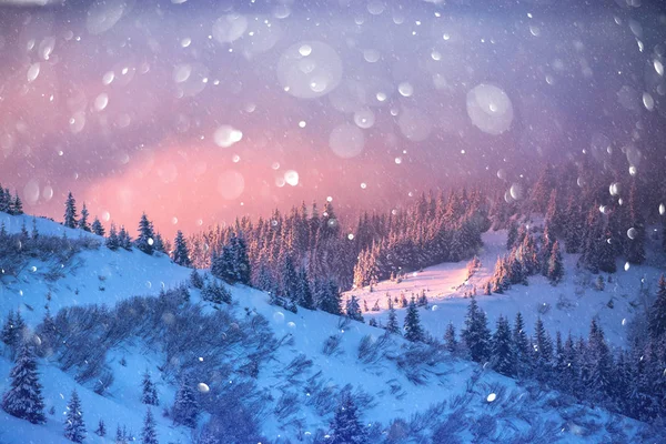 Dramatische winterse scène met besneeuwde bomen. — Stockfoto