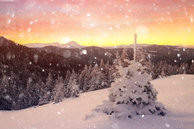 Karlı ağaçlarla dramatik kış sahnesi.