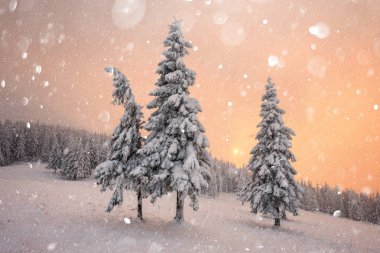 Karlı ağaçlarla dramatik kış sahnesi.