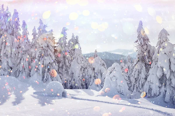 Skutecný Sníh Iglo Zimních Karpat Zasněžené Jedle Pozadí Vánoční Prázdninové — Stock fotografie