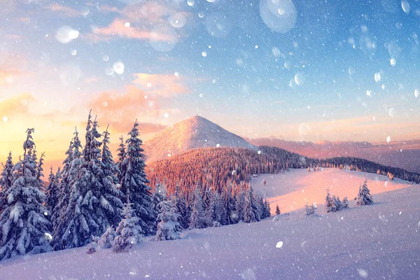 Drámai téli jelenet havas fákkal. — Stock Fotó