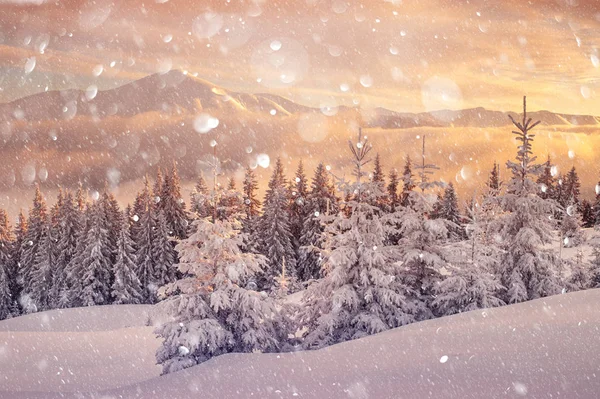 Karlı ağaçlarla dramatik kış sahnesi. — Stok fotoğraf