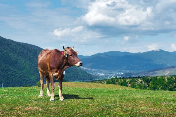 Vache sur pâturage vert — Photo