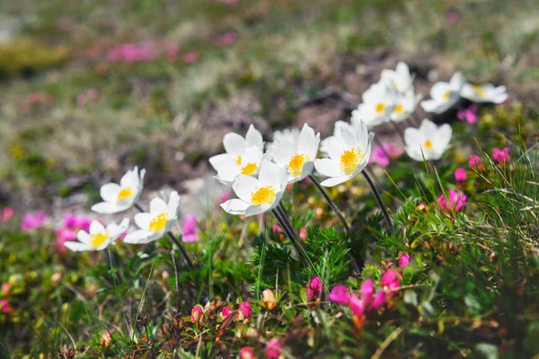 神奇的白色花朵 — 图库照片
