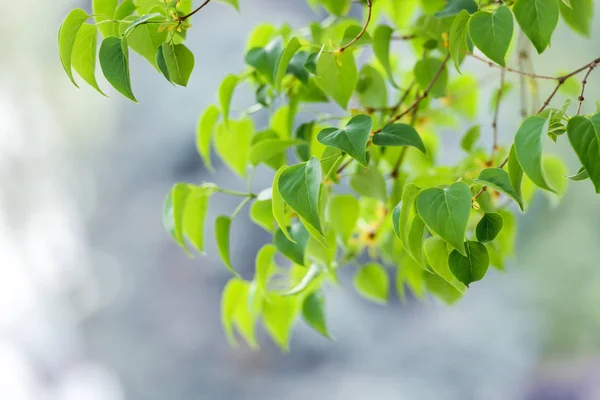 Folhas verdes jovens em galhos de primavera — Fotografia de Stock