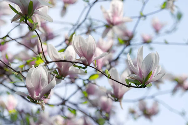 Pink magnolia flowers on spring twigs — Stock Photo, Image