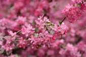Картина, постер, плакат, фотообои "pink sakura flowers on spring cherrys twigs", артикул 234751848