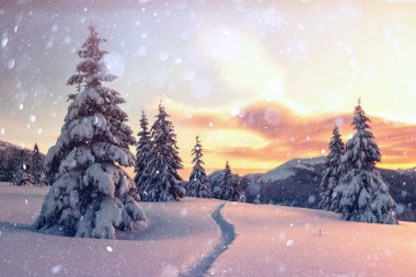 Karlı ağaçlarla dramatik kış sahnesi.