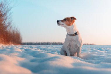 Beyaz Jack Russel Teriyer köpeği karlı arazide