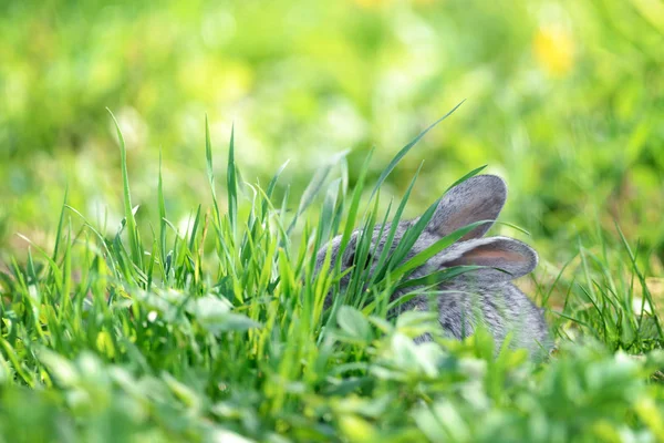 Small grey rabbit in green grass closeup — Stock Photo, Image
