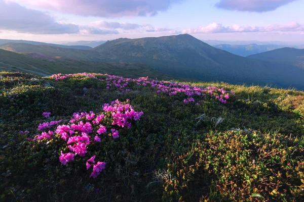 Magische Roze rododendron — Stockfoto