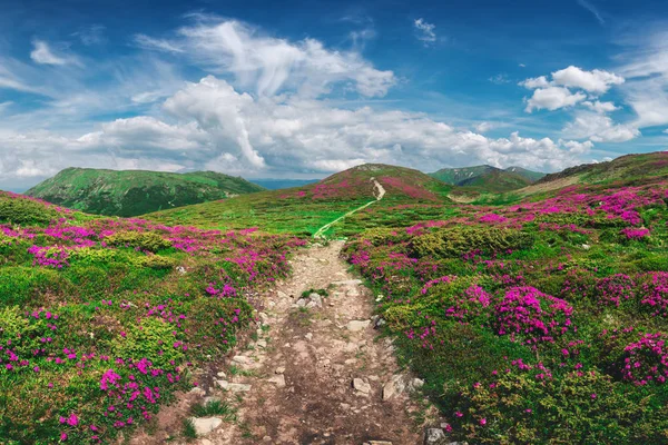 神奇粉红杜鹃花 — 图库照片