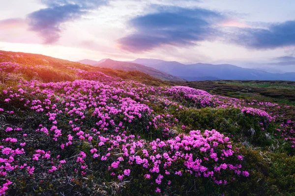 神奇粉红杜鹃花 — 图库照片