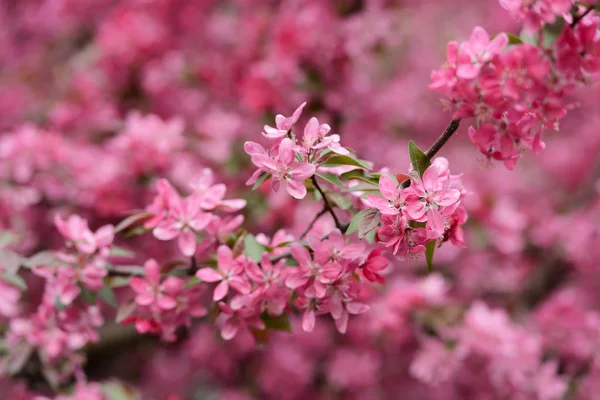 Pink sakura flowers on spring cherrys twigs — Stock Photo, Image