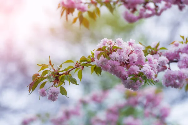 Růžový sakura kvete na jaře třešňové větvičky — Stock fotografie