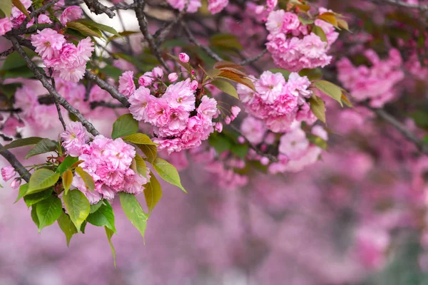 Pink sakura flowers on spring cherrys twigs — Stock Photo, Image