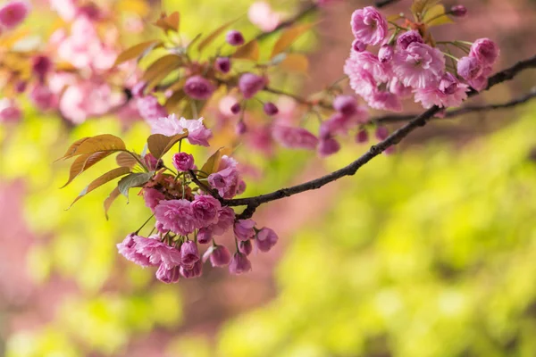 Pink sakura flowers on spring cherrys twigs — Stock Photo, Image