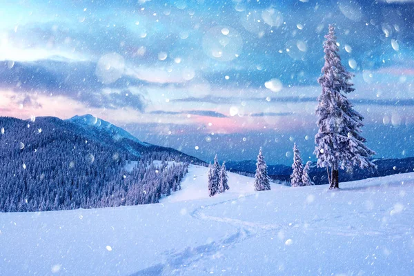 Dramatic wintry scene with snowy trees. — Stock Photo, Image