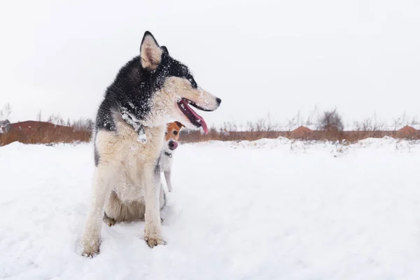 Siberische husky en jack russel Terriër — Stockfoto