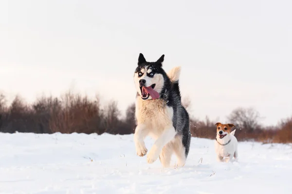 西伯利亚哈士奇和杰克·鲁塞尔犬 — 图库照片