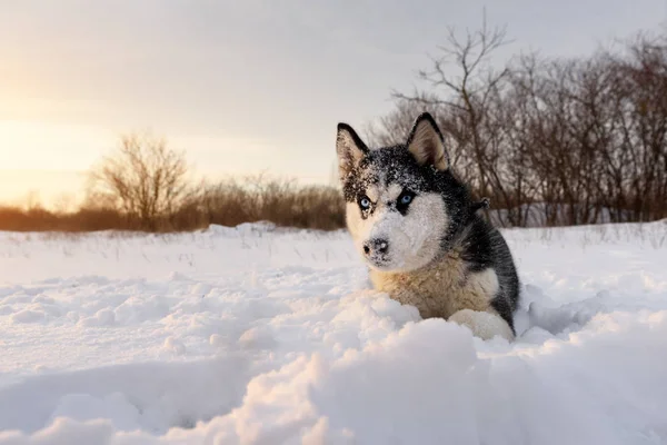 Siberische husky hond spelen op winter veld — Stockfoto