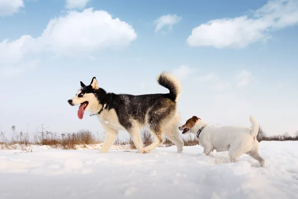 Casca siberiana e Jack Russel terrier — Fotografia de Stock