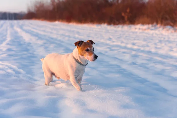 White jack russel terrier puppy on snowy field — Stock Photo, Image