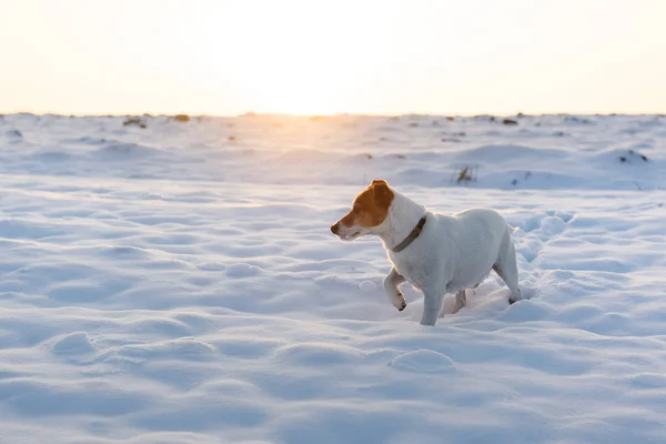 Branco jack russel terrier filhote de cachorro no campo nevado — Fotografia de Stock