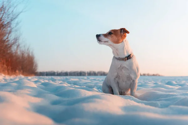 Vit jack russel terrier valp på snöiga fältet — Stockfoto