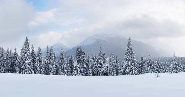 雪に覆われた木が幻想的な冬景色のパノラマ — ストック写真