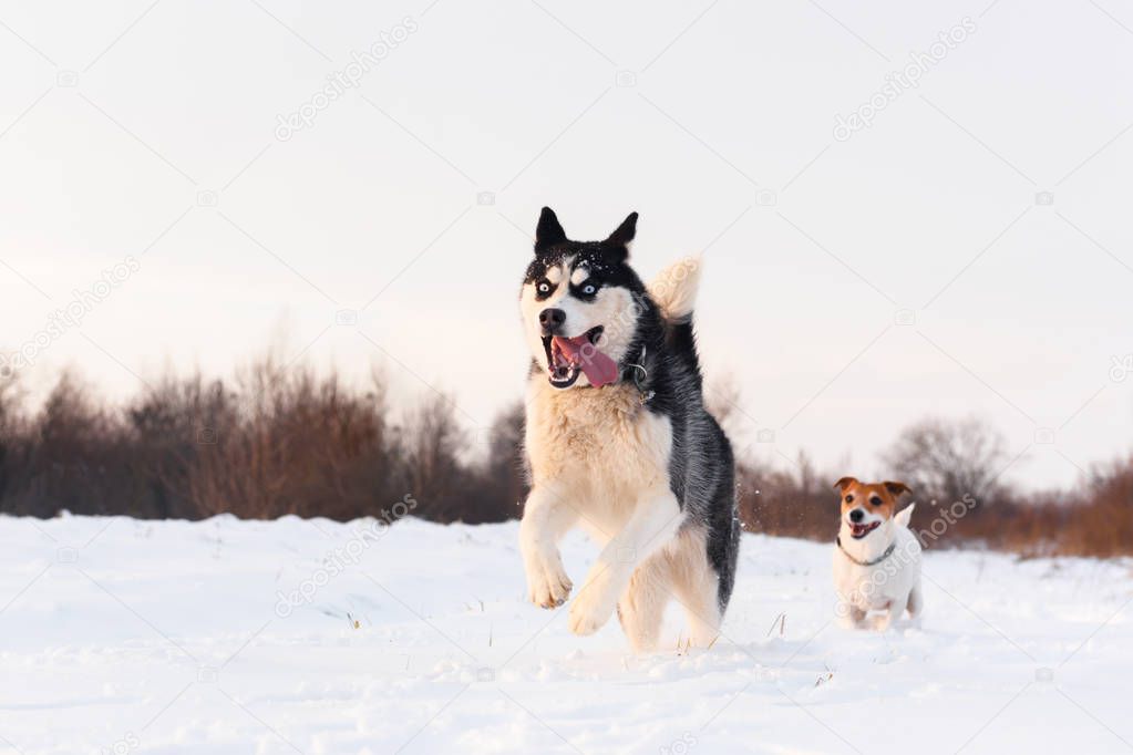 Siberian husky and jack russel terrier