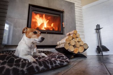 jack Russel terrier