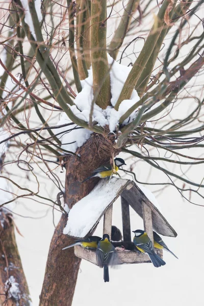 Weißer Holzfutterkasten Mit Vielen Vögeln Gelbe Blaumeise Auf Schneebedecktem Winterbaum — Stockfoto